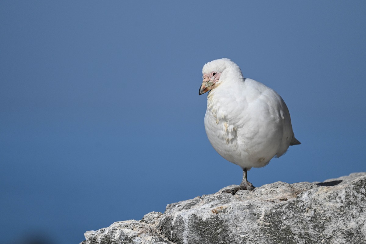 Snowy Sheathbill - ML646108508
