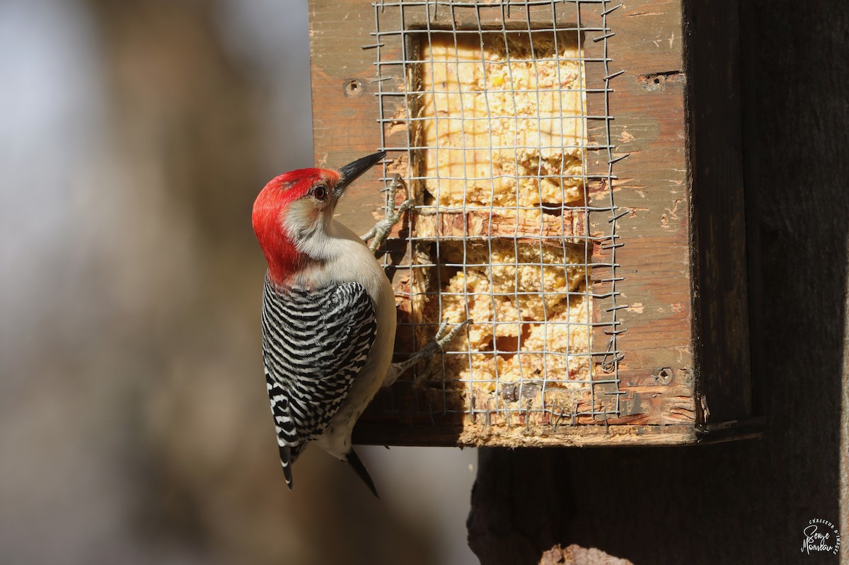 Red-bellied Woodpecker - ML646108524