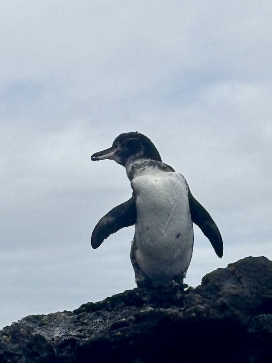Galapagos Penguin - ML646108525