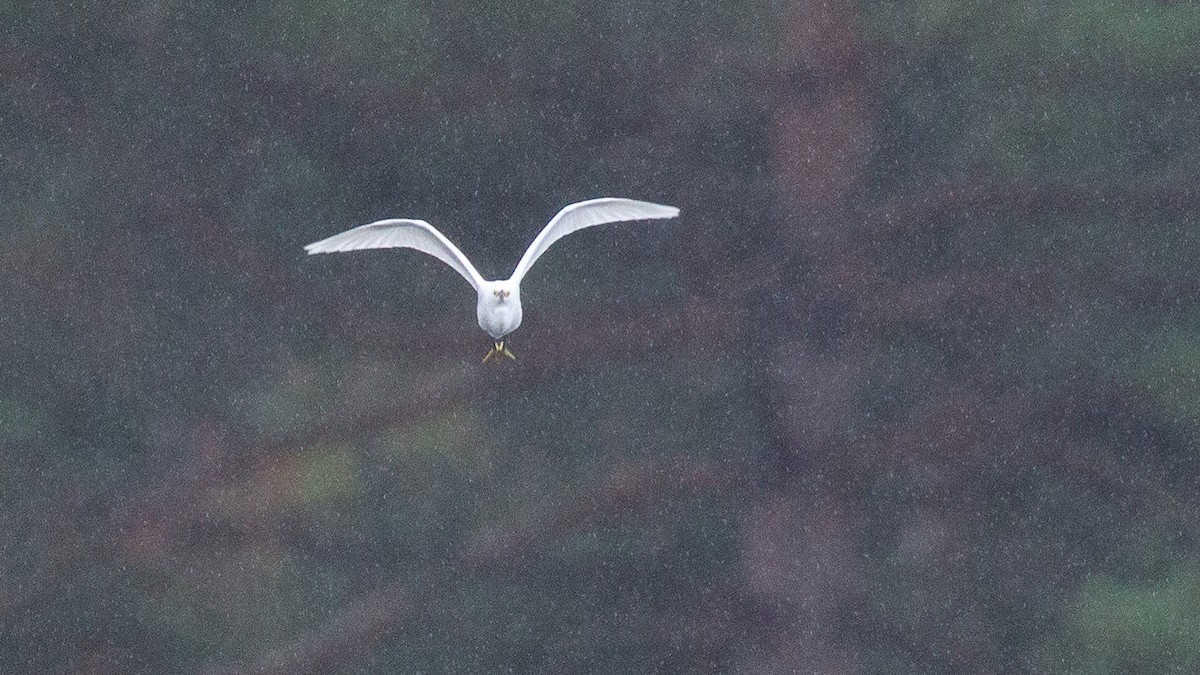 Snowy Egret - ML646108536