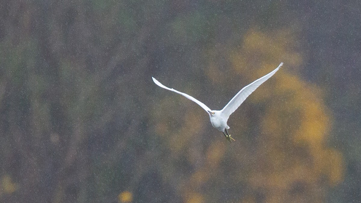 Snowy Egret - ML646108537