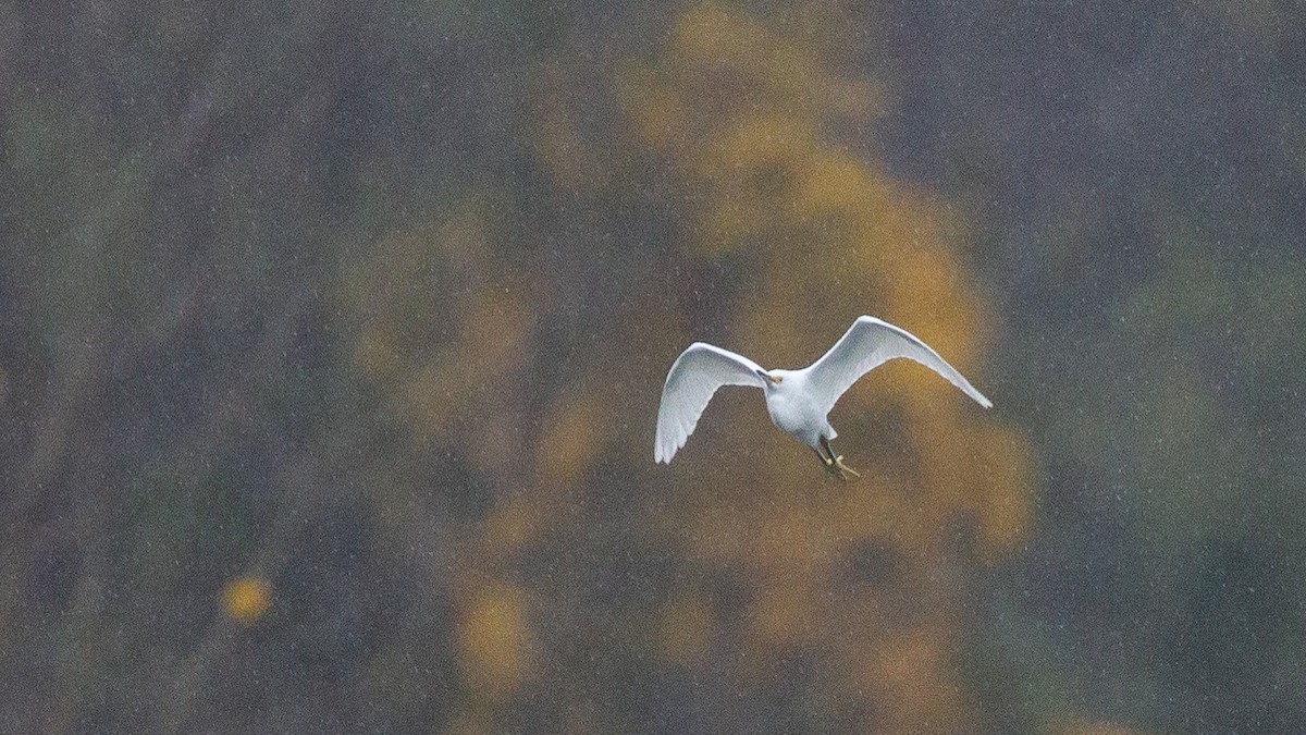 Snowy Egret - ML646108538