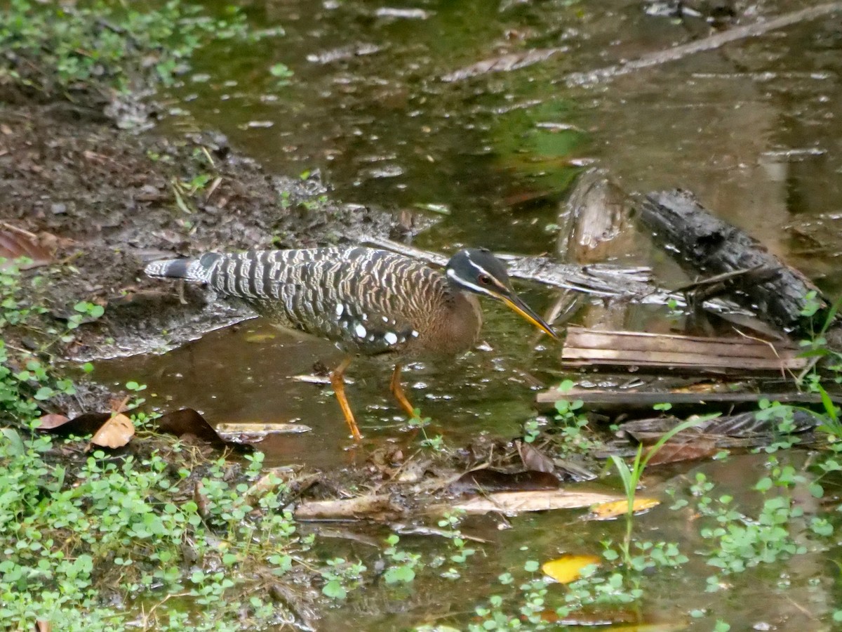 Sunbittern - ML646108540