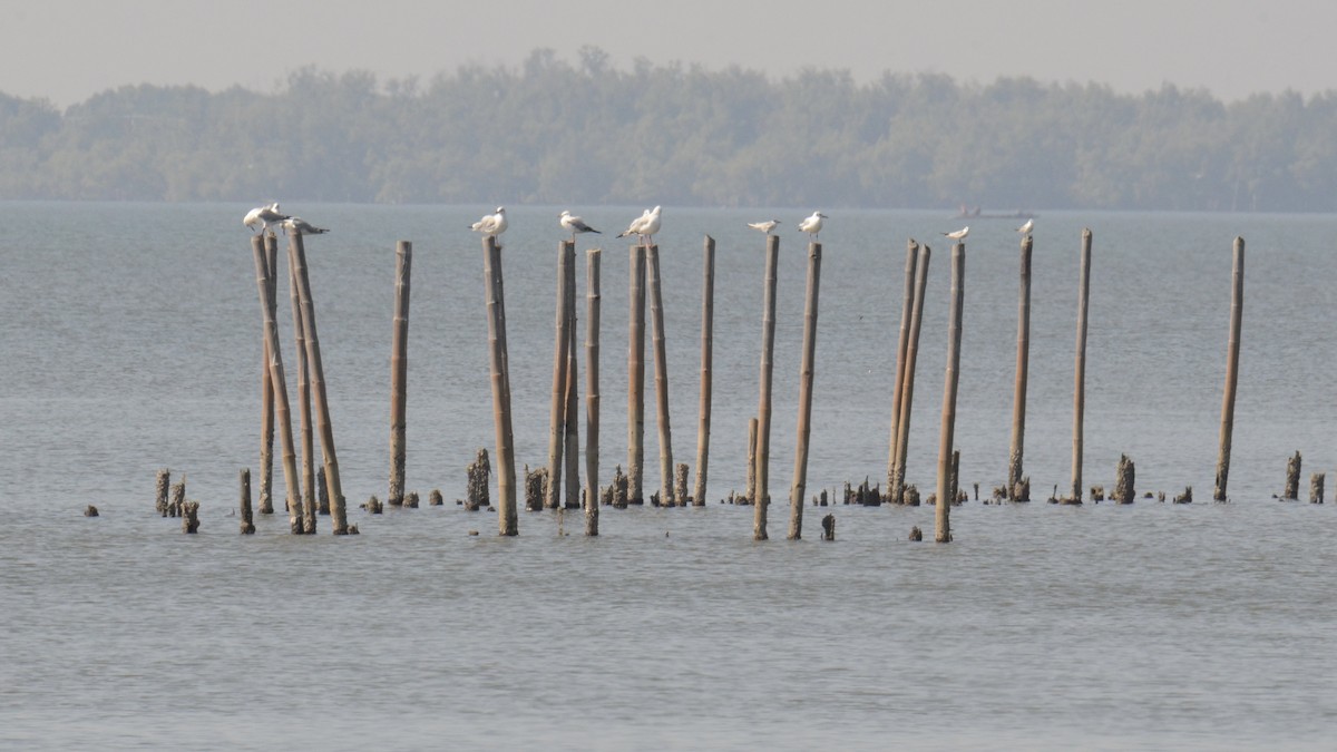 racek hnědohlavý - ML646108541