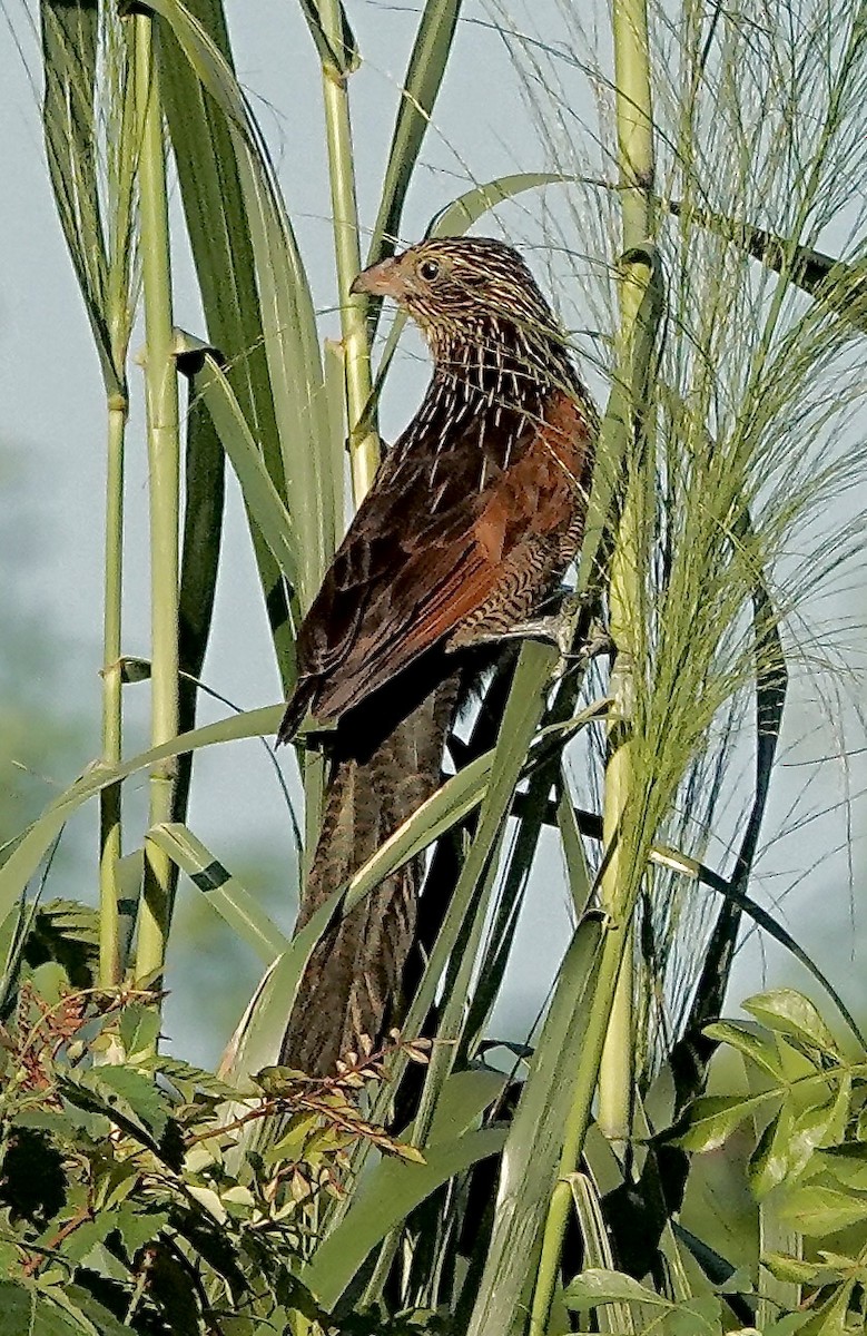 番鵑 - ML646108543