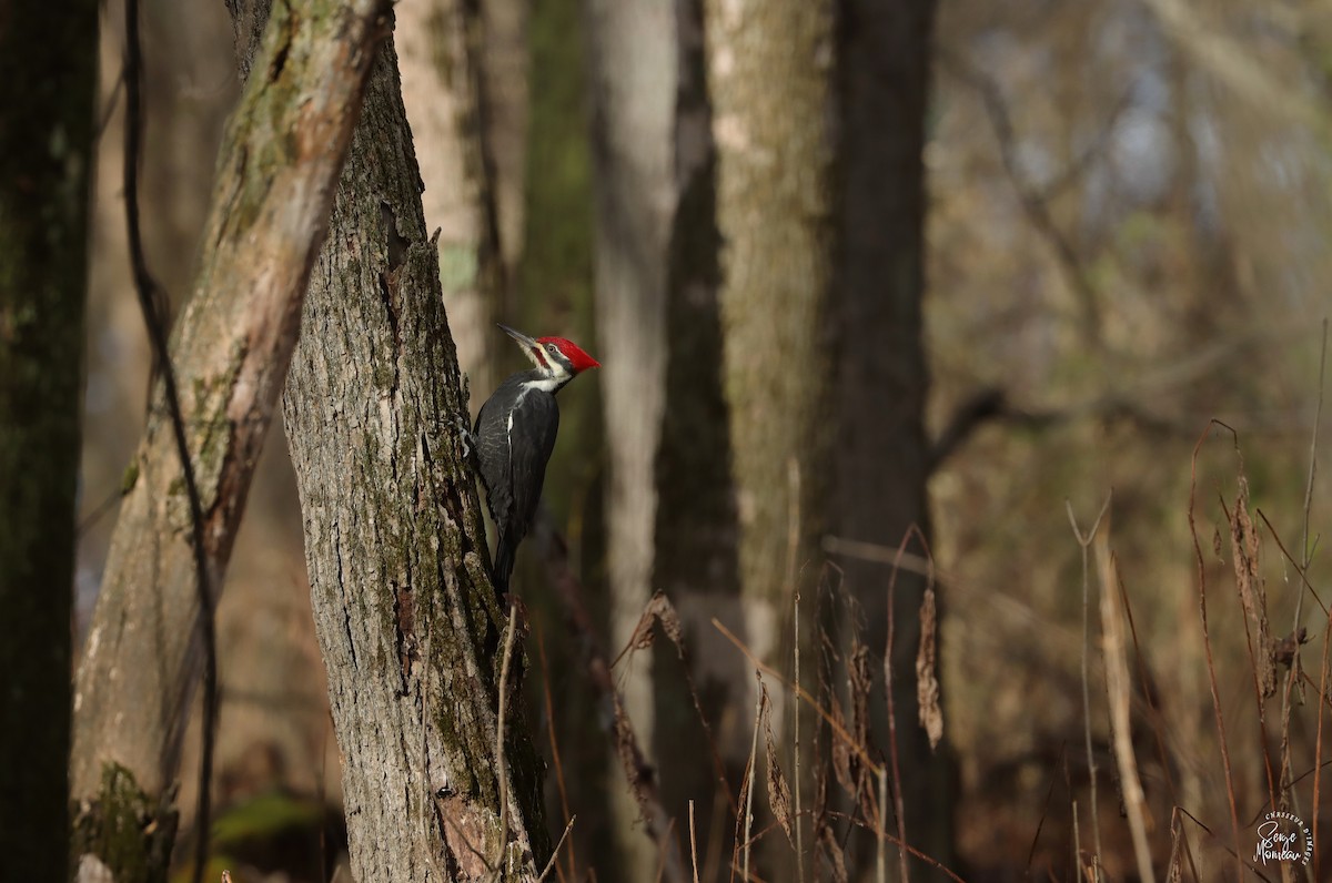 Pileated Woodpecker - ML646108544