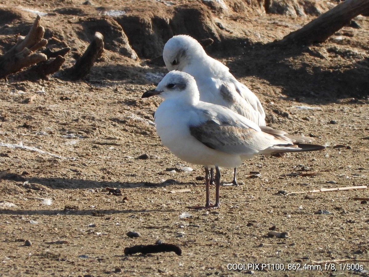 Mediterranean Gull - ML646108546