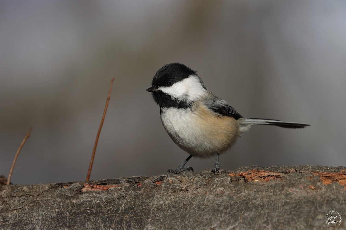 Black-capped Chickadee - ML646108548