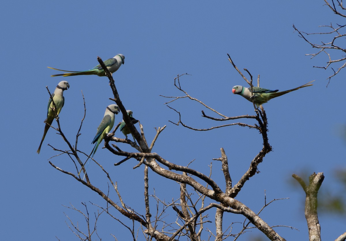 Malabar Parakeet - ML646108550