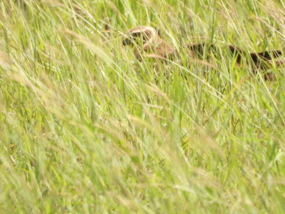 Western Marsh Harrier - ML646108551