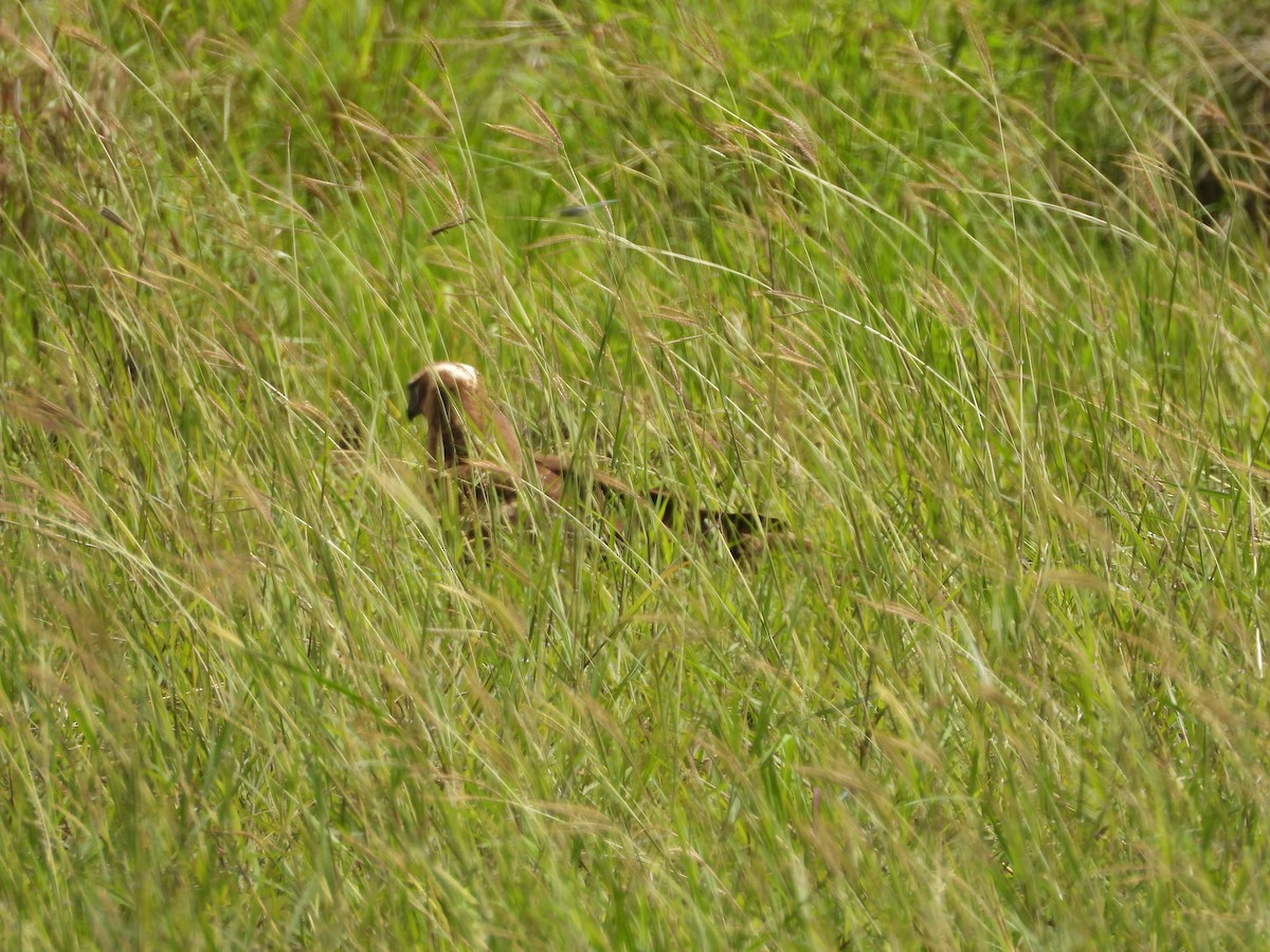 Western Marsh Harrier - ML646108552