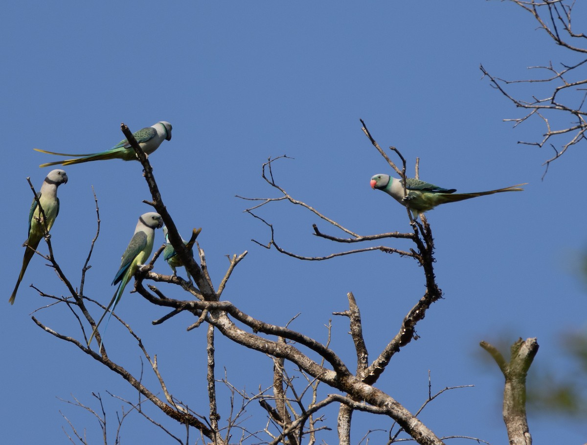Malabar Parakeet - ML646108554
