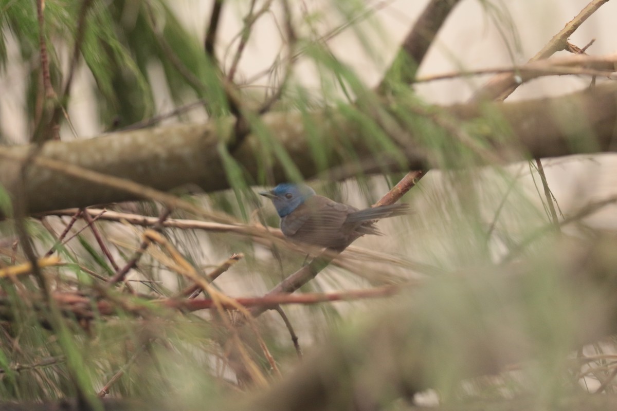Black-naped Monarch - ML646108555