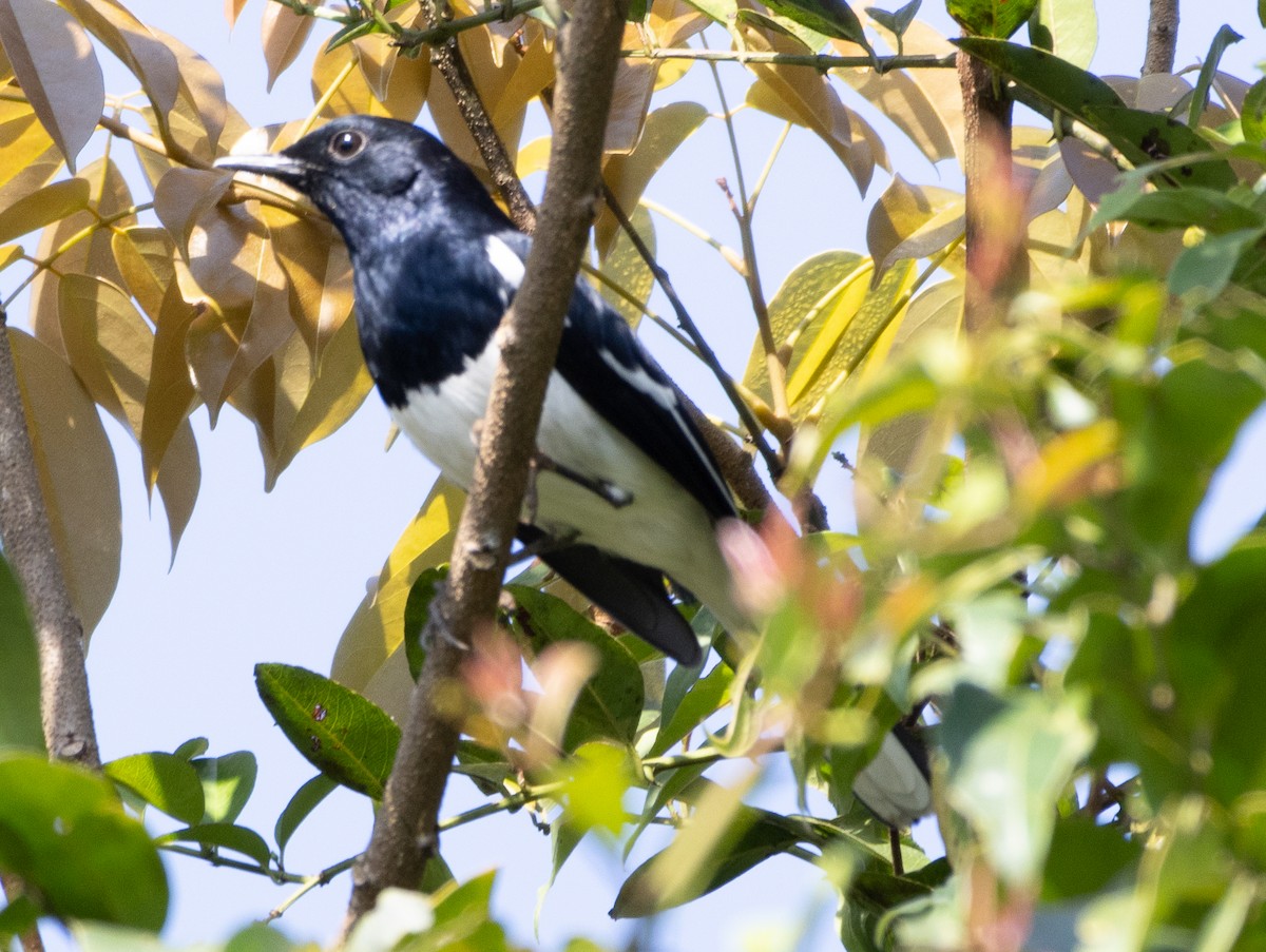 Oriental Magpie-Robin - ML646108556