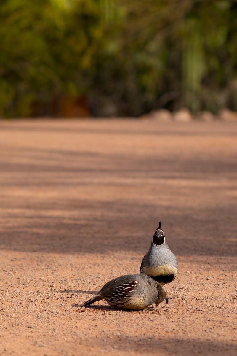 Gambel's Quail - ML646108557