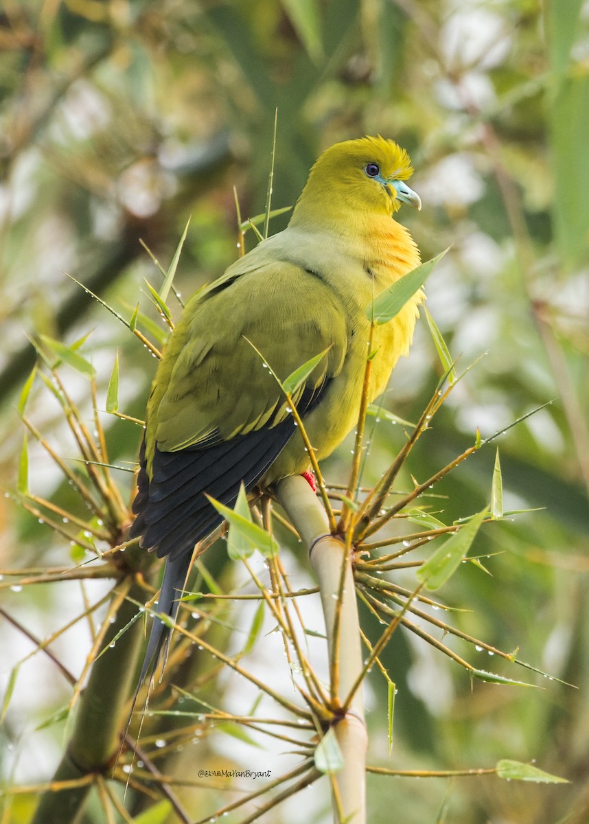 Pin-tailed Green-Pigeon - ML646108558