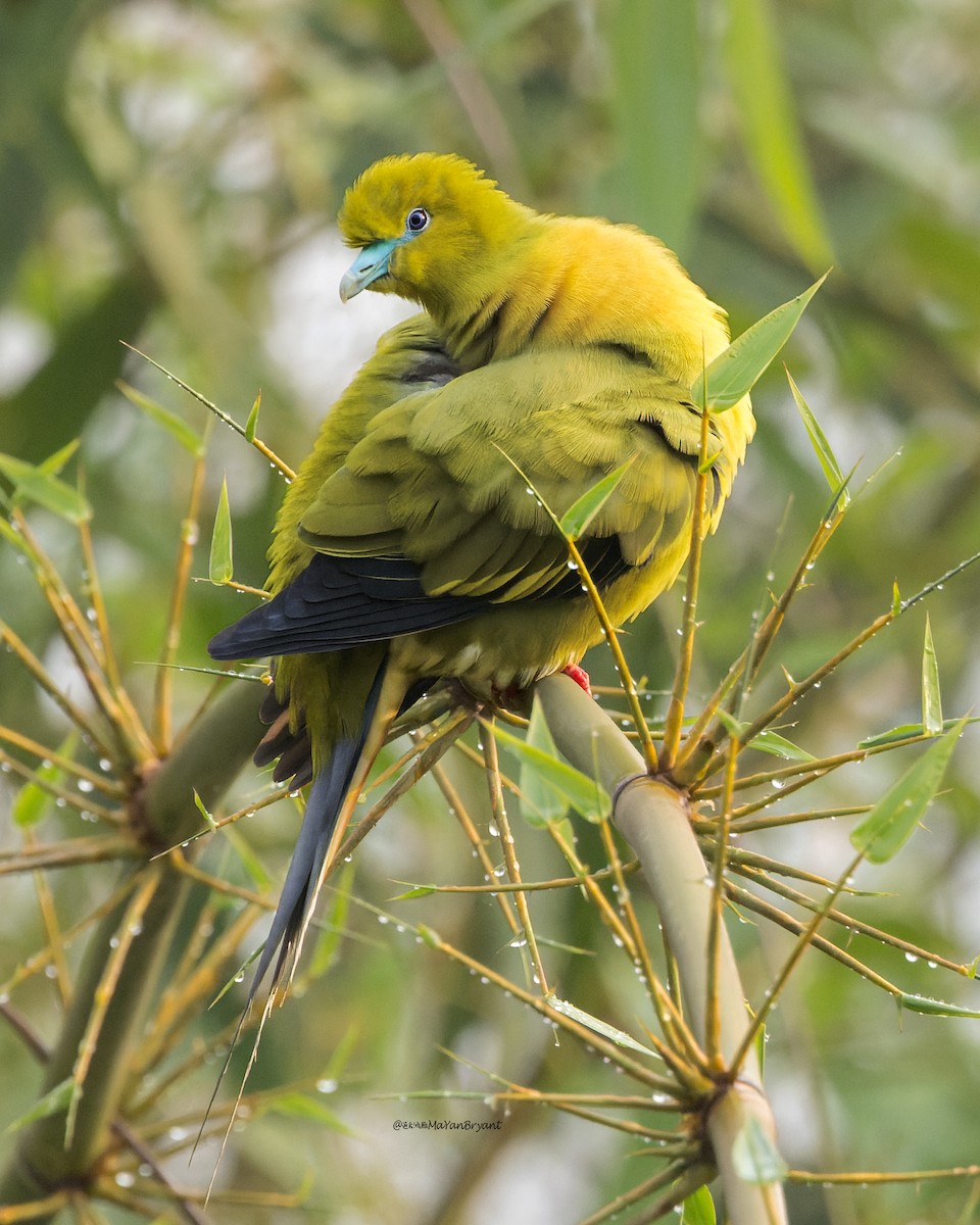 Pin-tailed Green-Pigeon - ML646108559