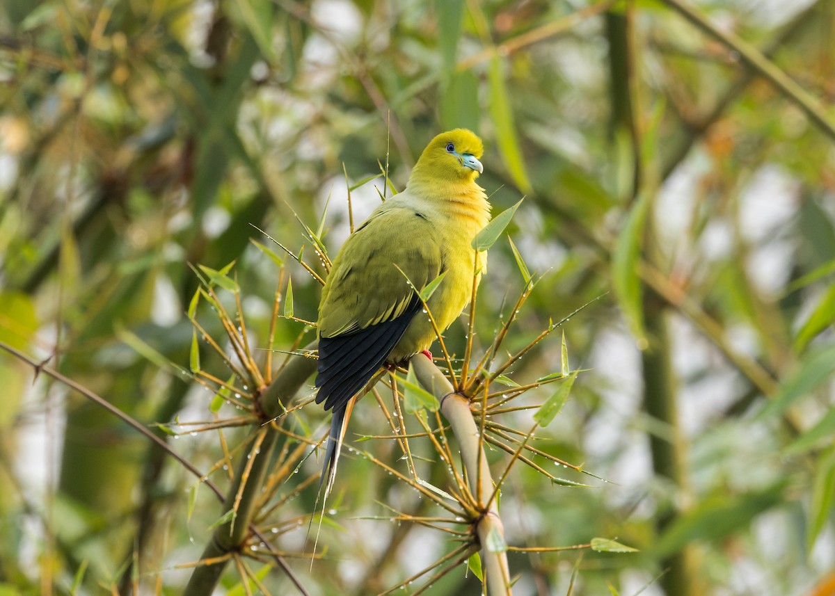 Pin-tailed Green-Pigeon - ML646108560