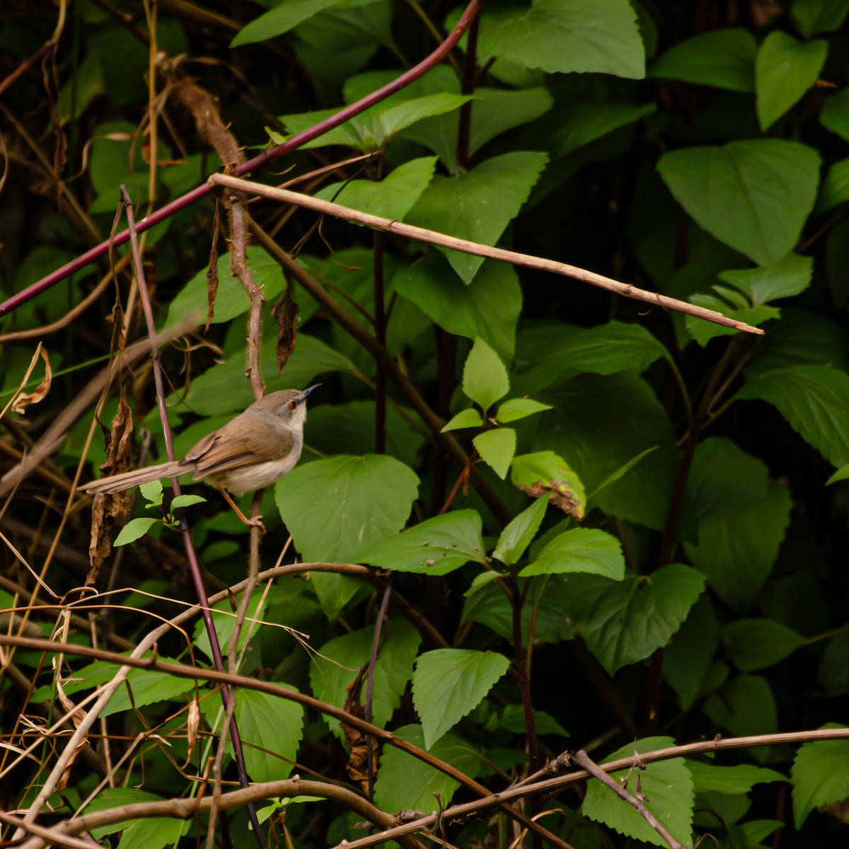 Gray-breasted Prinia - ML646108561