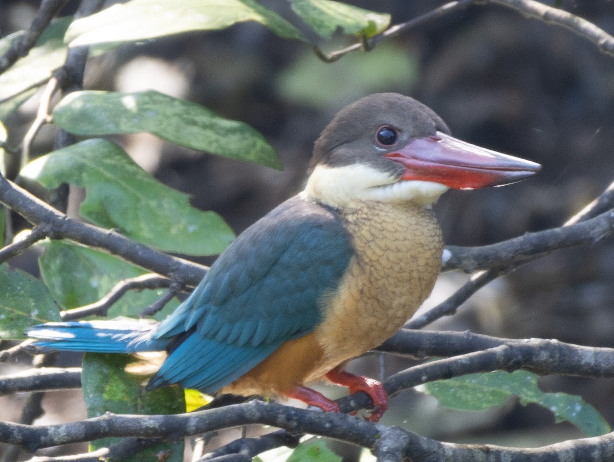 Stork-billed Kingfisher - ML646108562