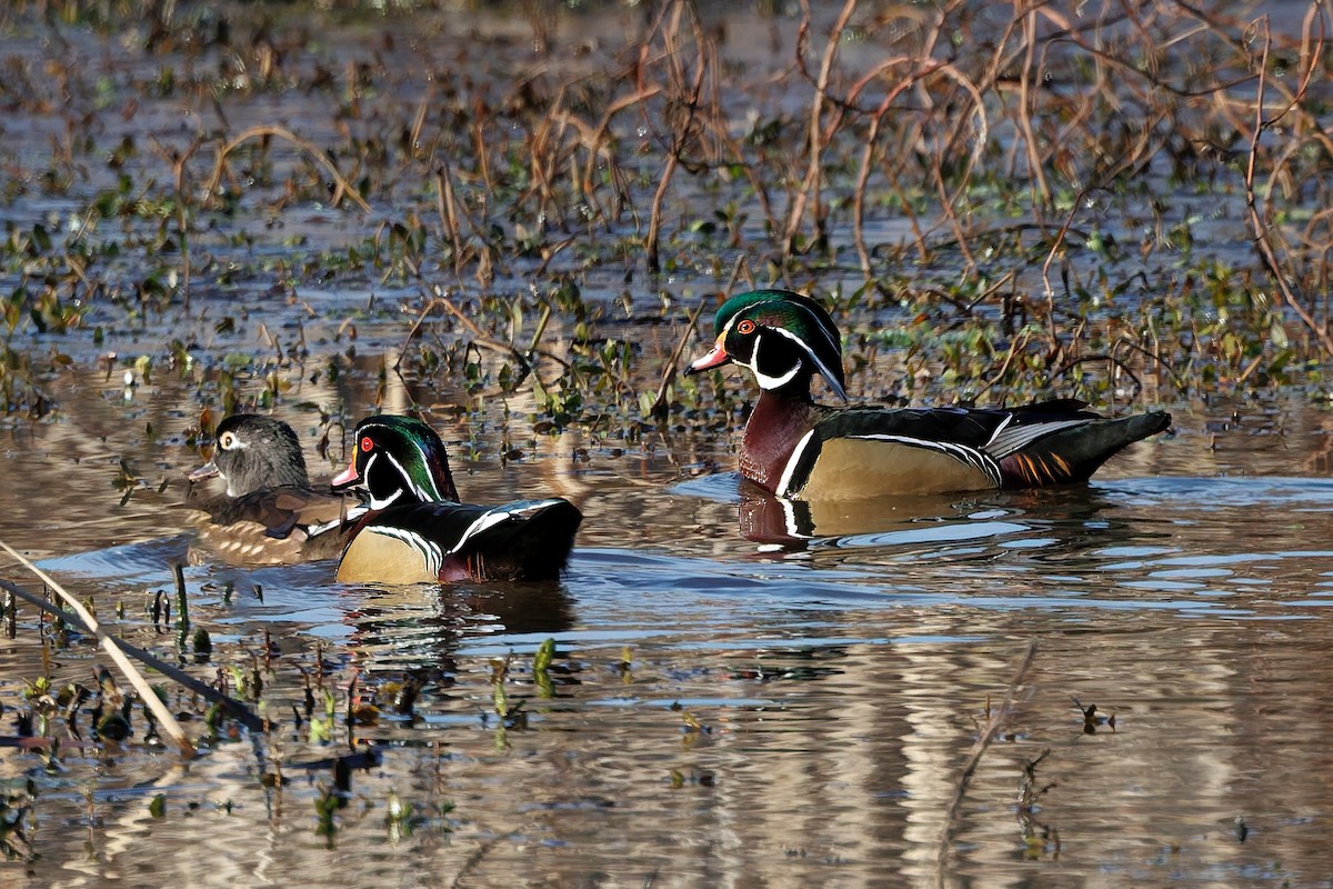 Wood Duck - ML646108563