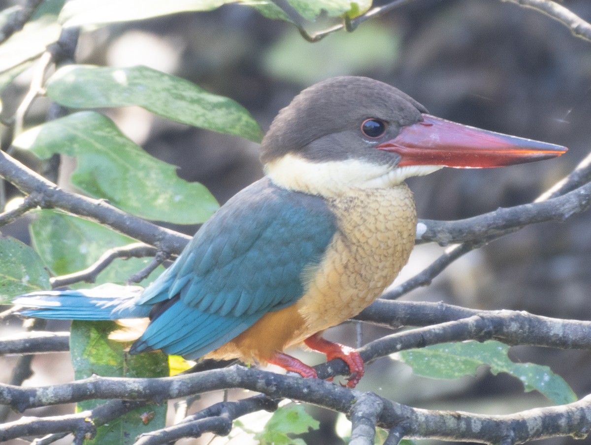 Stork-billed Kingfisher - ML646108564