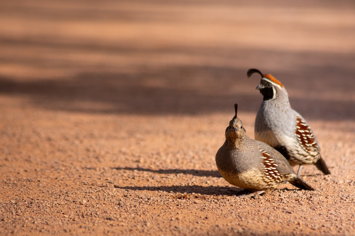 Gambel's Quail - ML646108566
