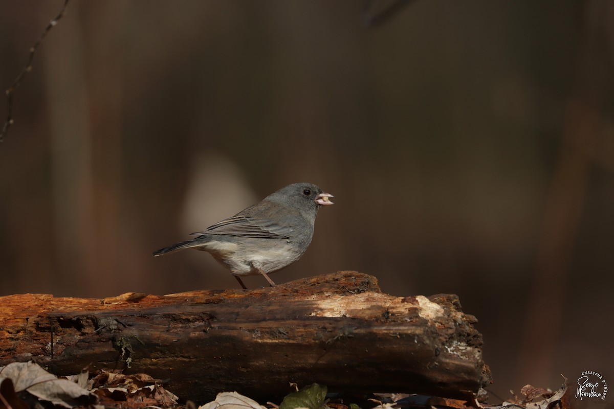 Dark-eyed Junco - ML646108567