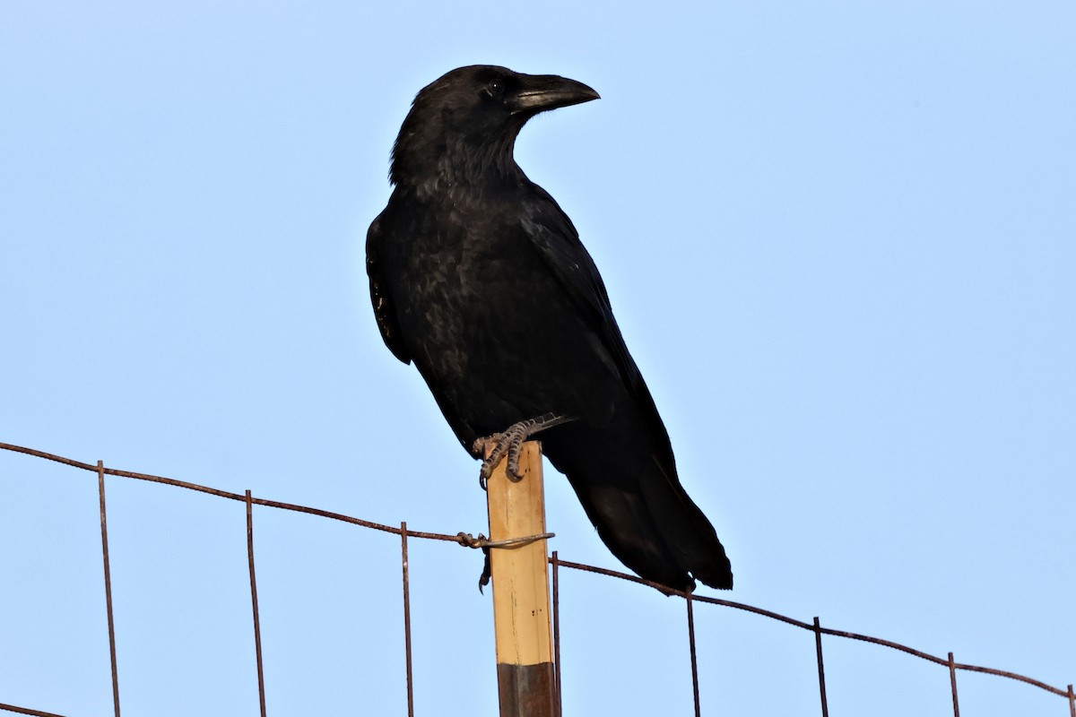Chihuahuan Raven - ML646108568