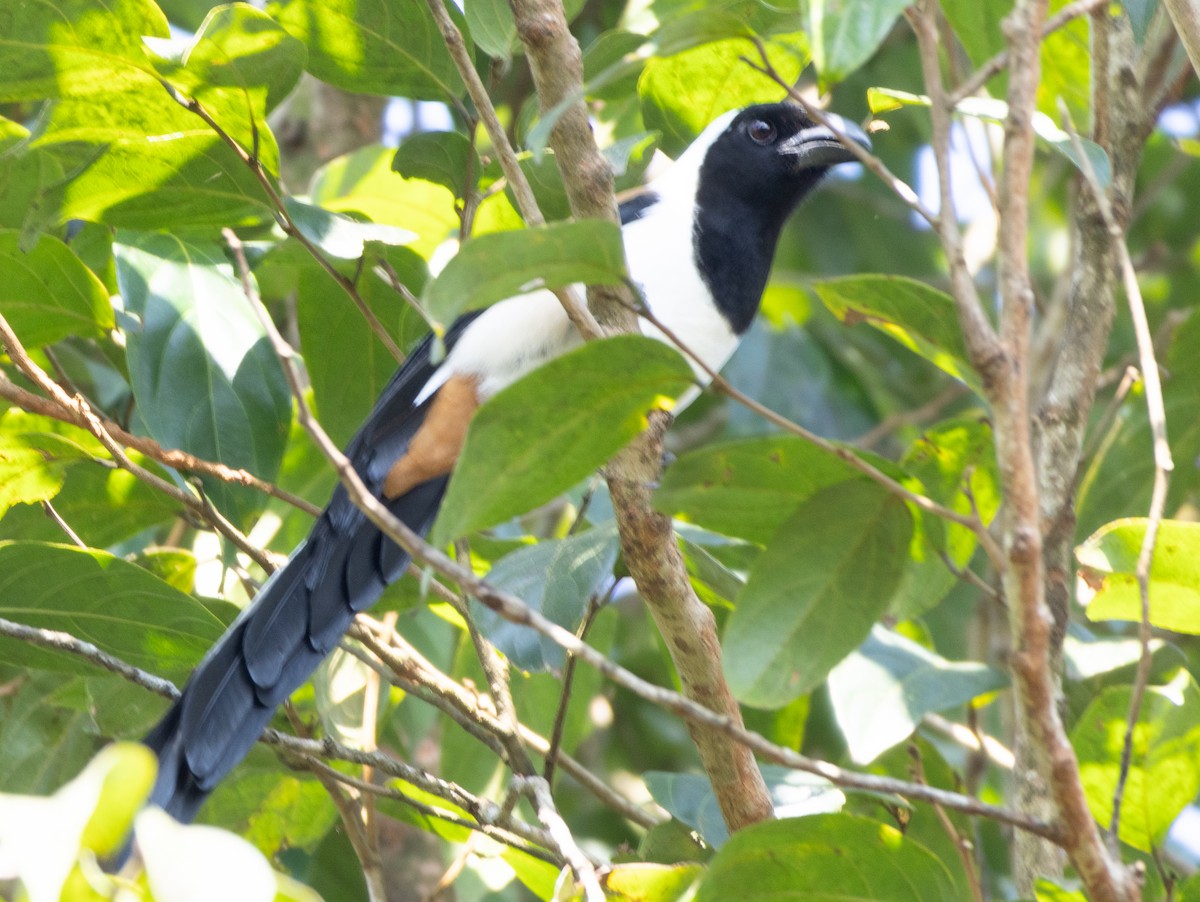 White-bellied Treepie - ML646108570