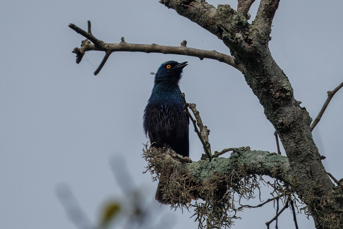 Black-bellied Starling - ML646108571