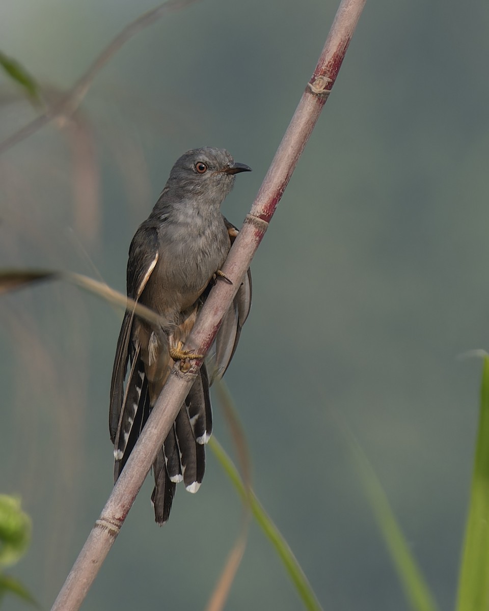 Plaintive Cuckoo - ML646108572