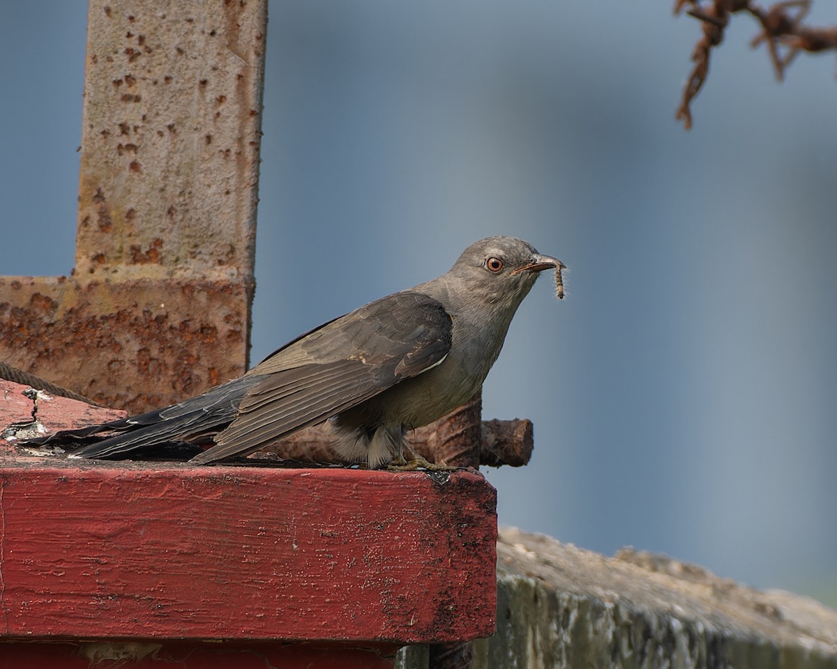 Plaintive Cuckoo - ML646108573