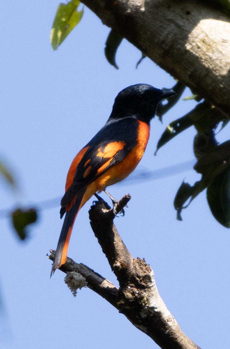 Orange Minivet - ML646108575
