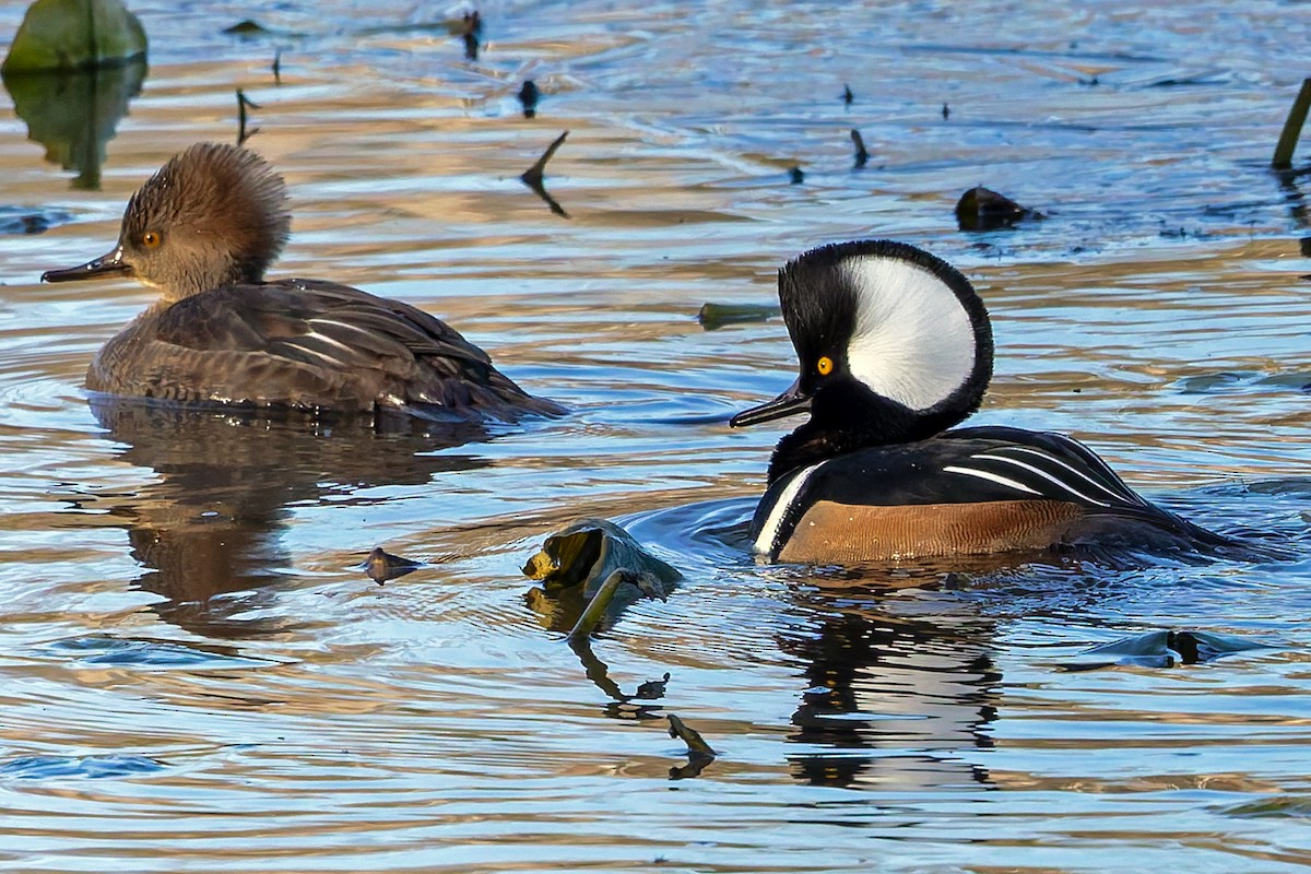 Hooded Merganser - ML646108576