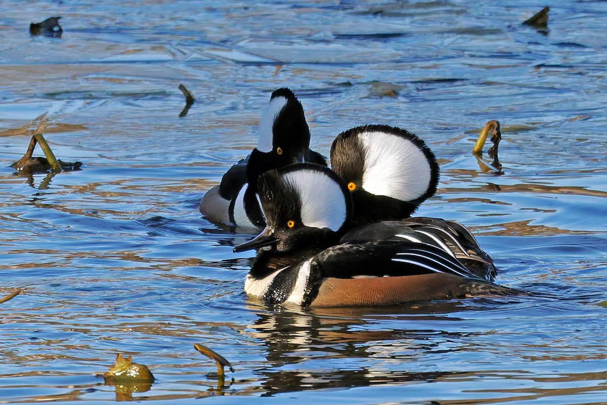 Hooded Merganser - ML646108577