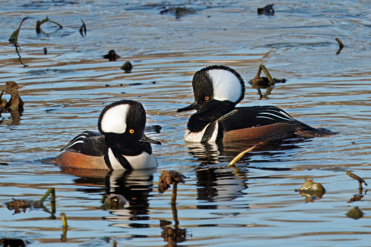 Hooded Merganser - ML646108578
