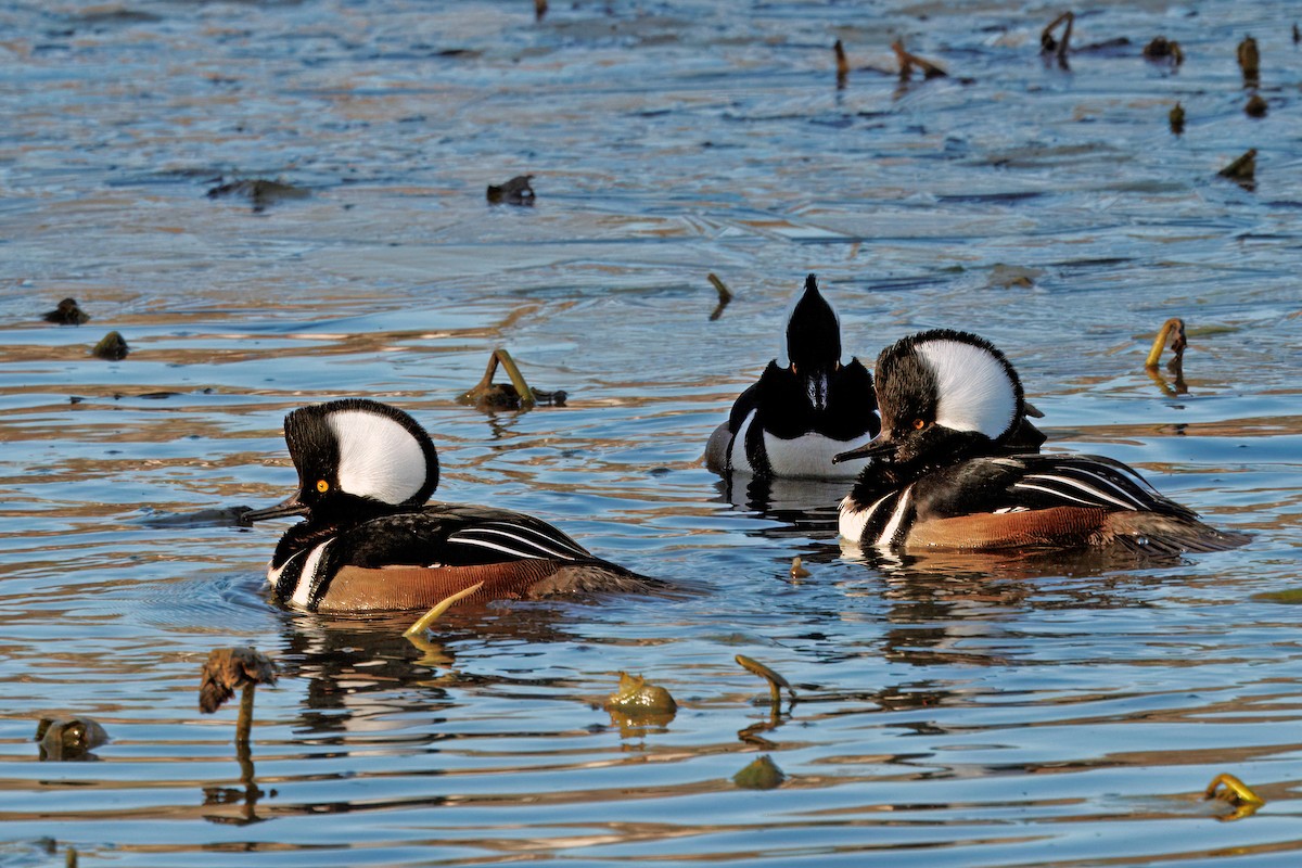 Hooded Merganser - ML646108579