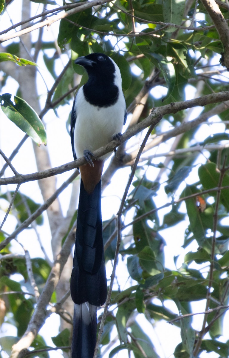 White-bellied Treepie - ML646108581