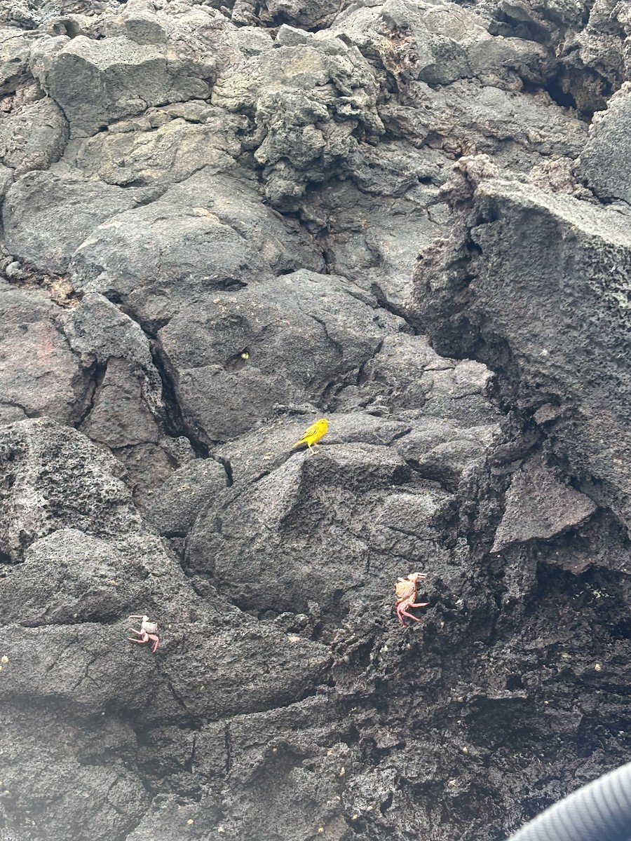 Mangrove Yellow Warbler - ML646108582