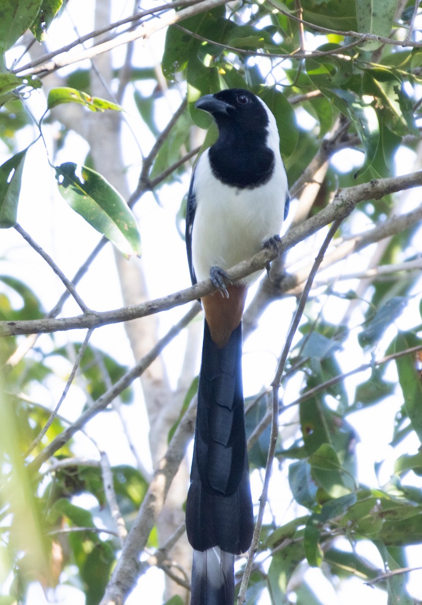 White-bellied Treepie - ML646108583