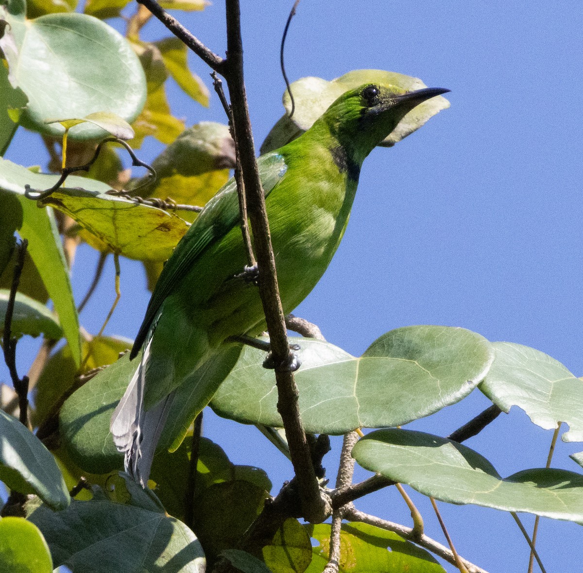 Золотолобая листовка - ML646108591