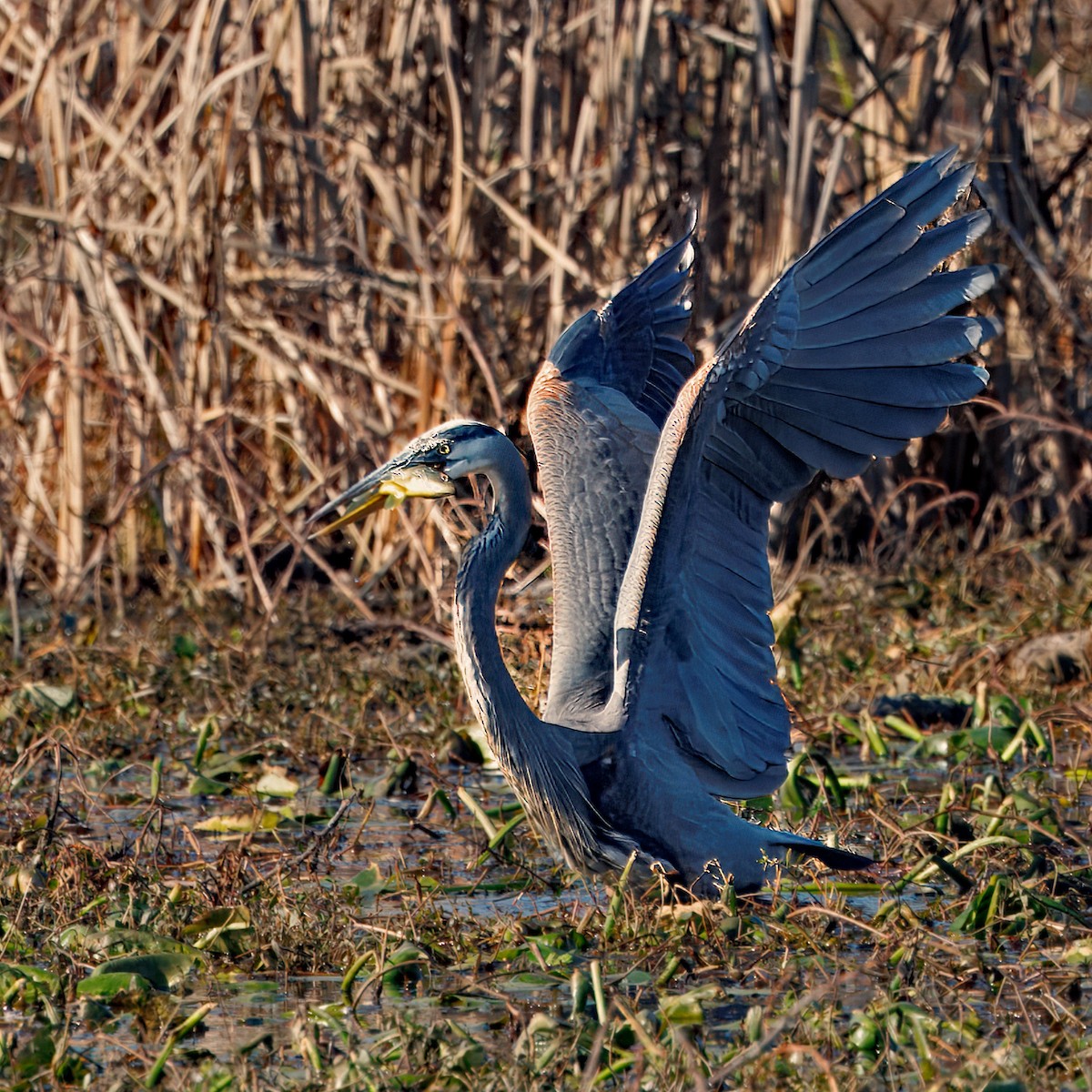 Great Blue Heron - ML646108594