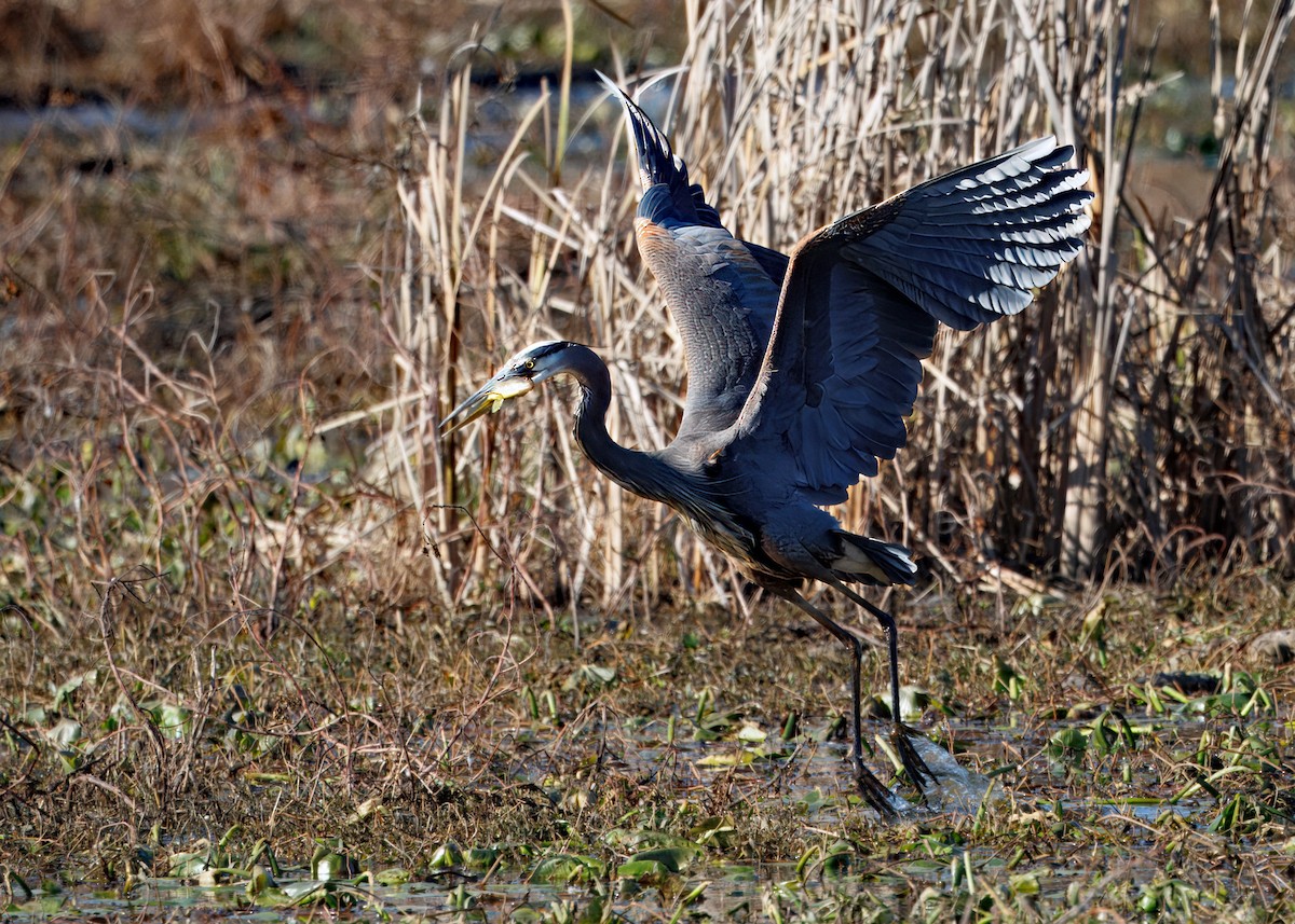 Great Blue Heron - ML646108595