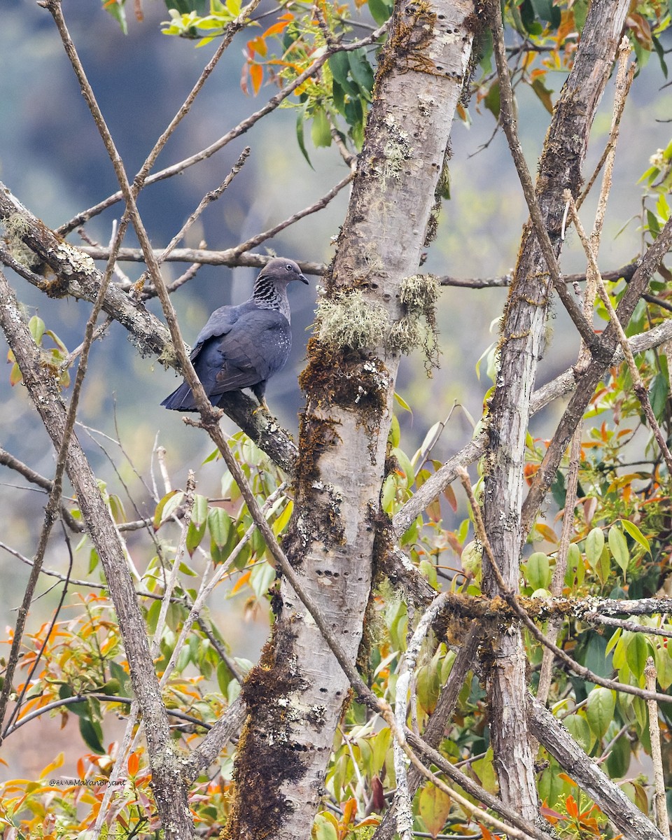 holub šupinkatý - ML646108601