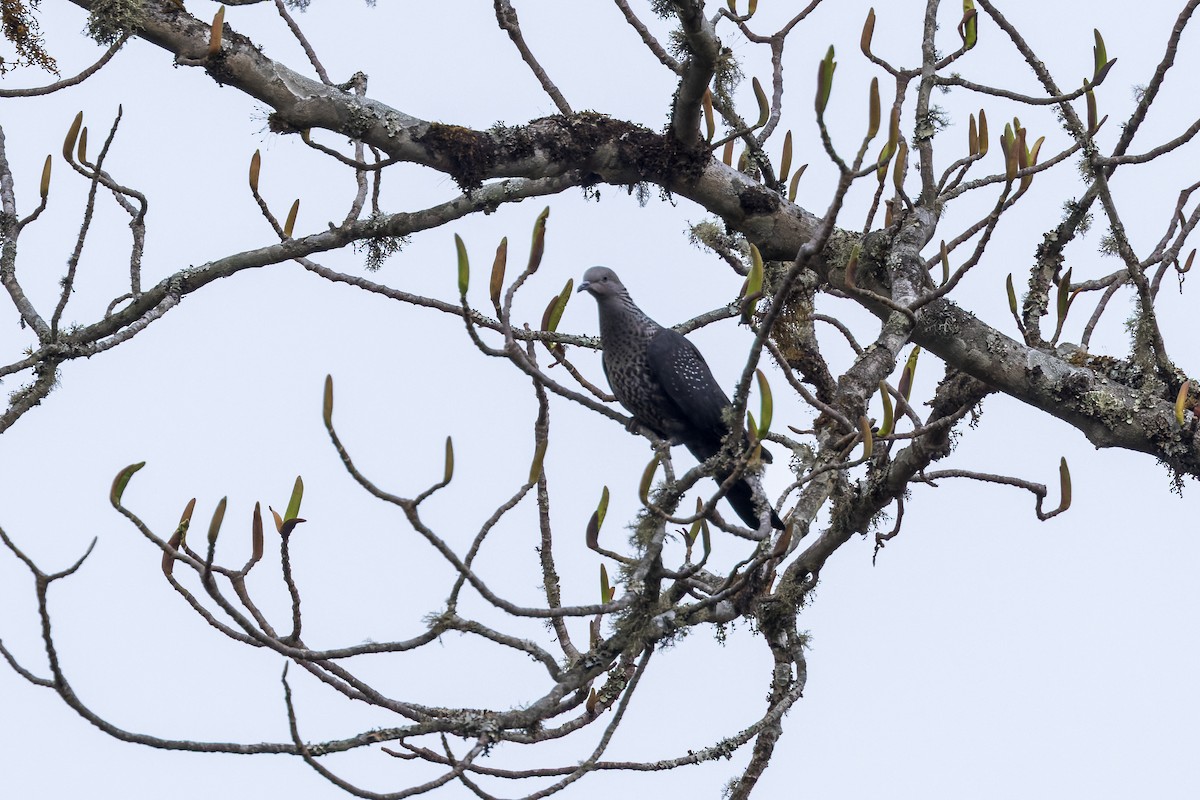 holub šupinkatý - ML646108602