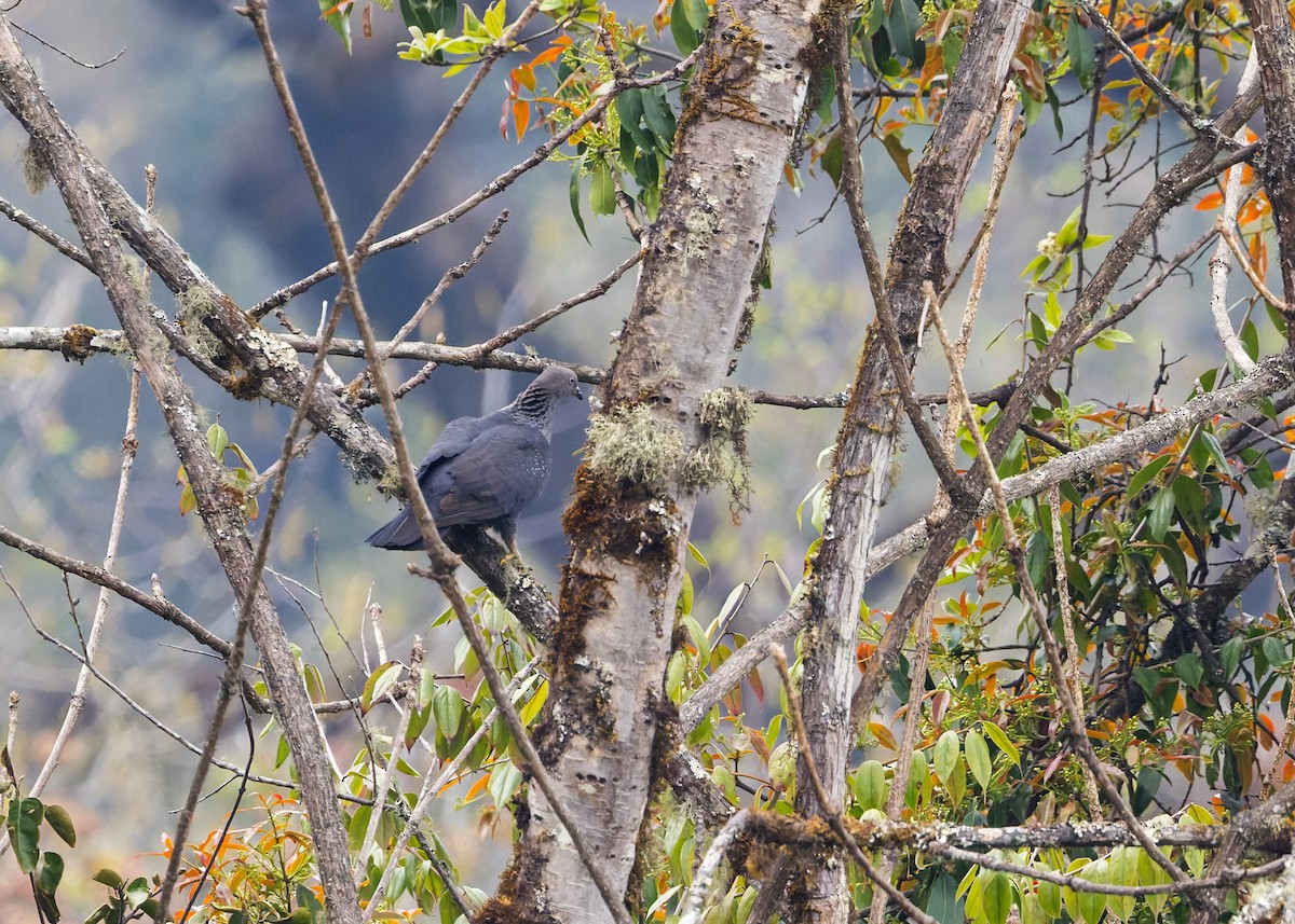 holub šupinkatý - ML646108603