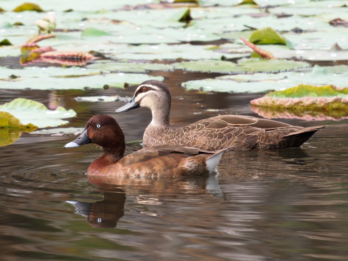 Hardhead - ML646108604