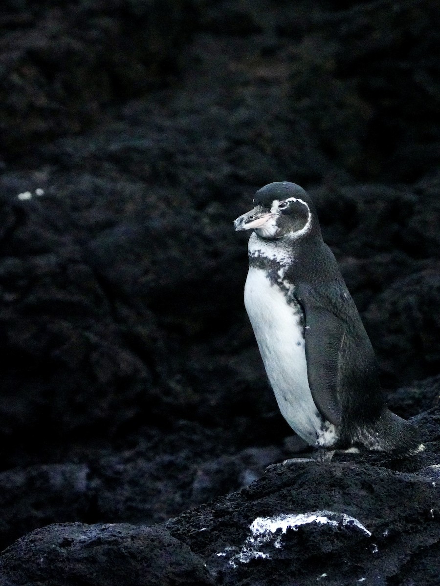 Galapagos Penguin - ML646108605