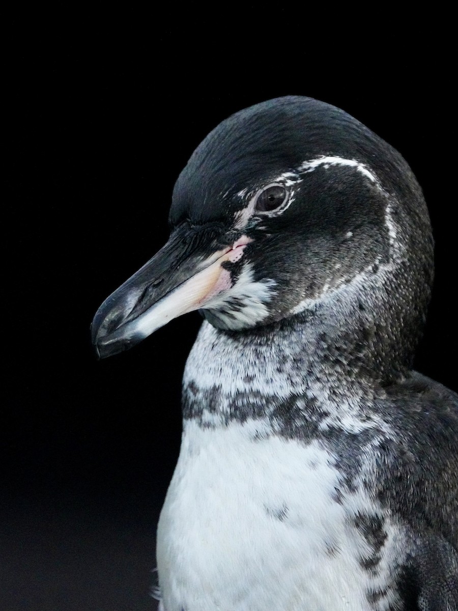 Galapagos Penguin - ML646108606